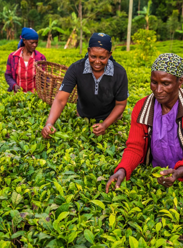 women working to pick leaves for natural teas